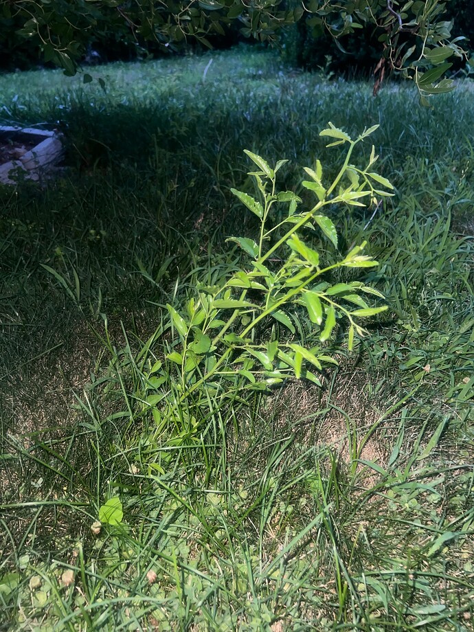 So_sucker_07-20-2024