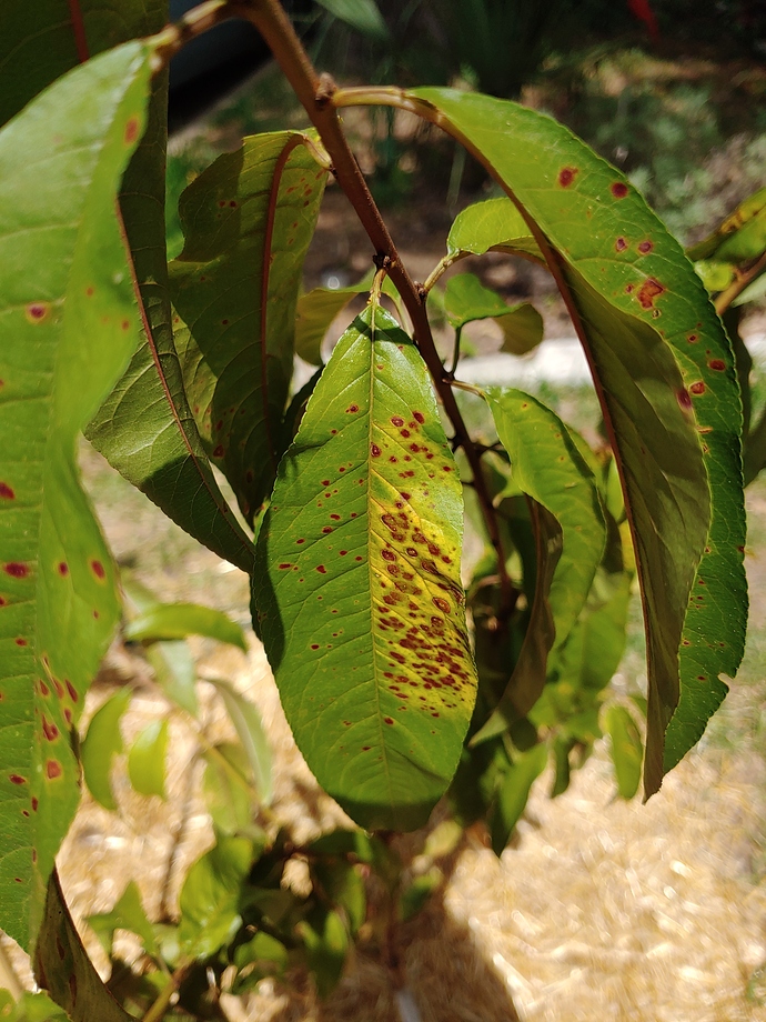 15924989166288729601356819848866