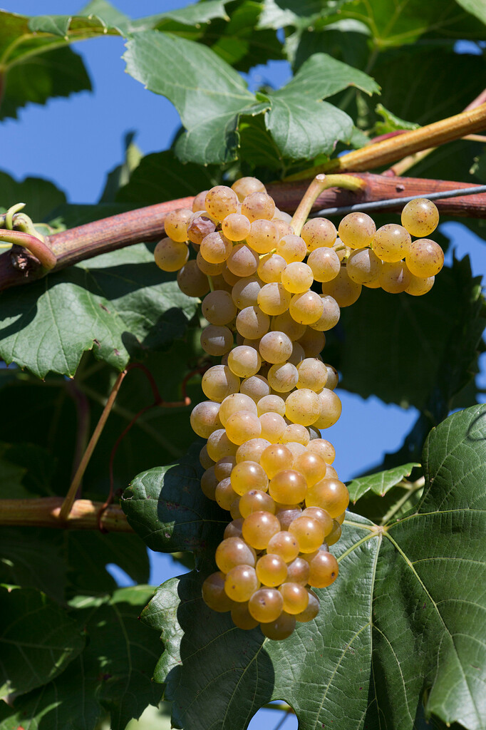 Anyone growing Itasca hardy wine grapes? General Fruit Growing