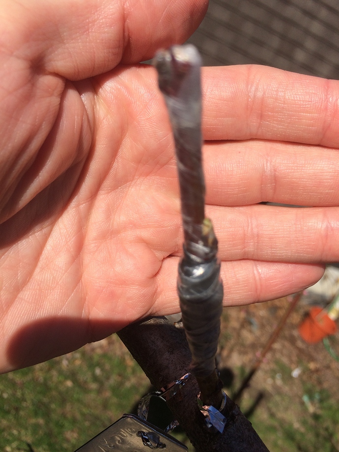 Peach_Graft_04-24-2018_