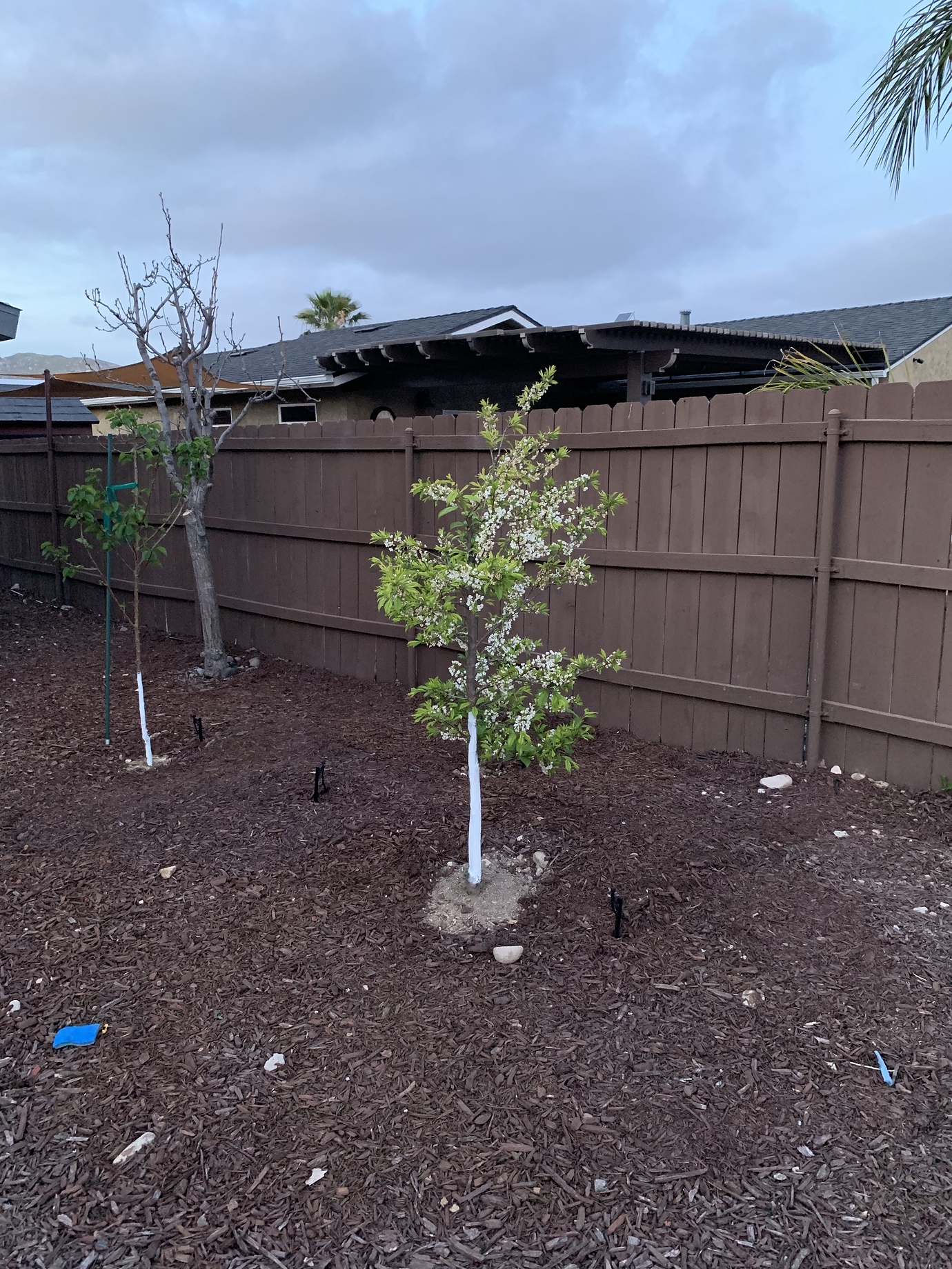 Satsuma leaves turning yellow General Fruit Growing Growing Fruit