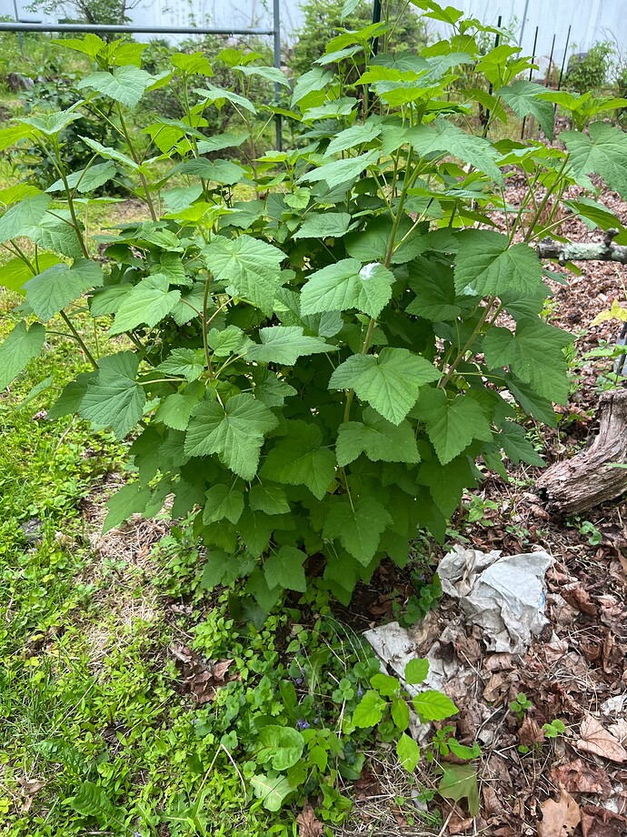 Tahsis_05-27-2025