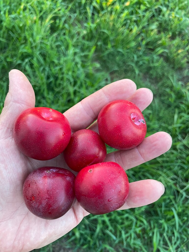 Toka Plum. great crop this year General Fruit Growing Growing Fruit