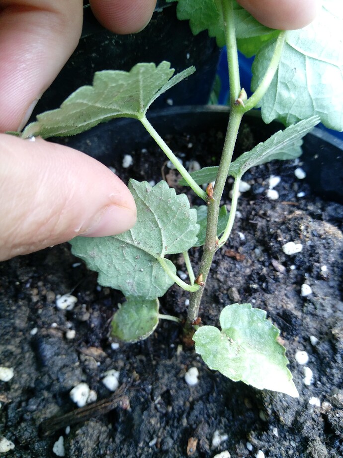 IMG_20240907_111546_892