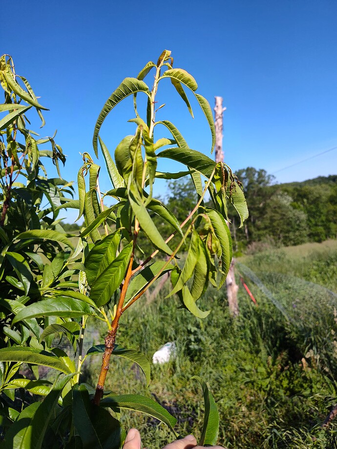 IMG_20250526_091149951_HDR