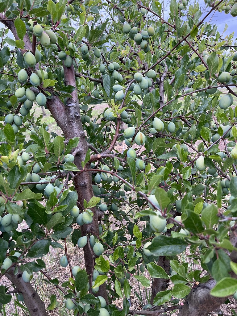 Low chill european plums? General Fruit Growing Growing Fruit