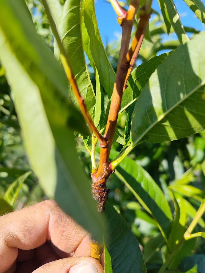 IMG_20250526_091155644_HDR