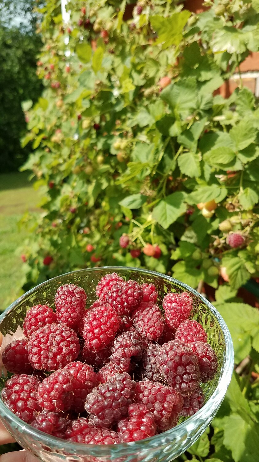 Favorite Blackberry (with thorns) ? or without General Fruit Growing