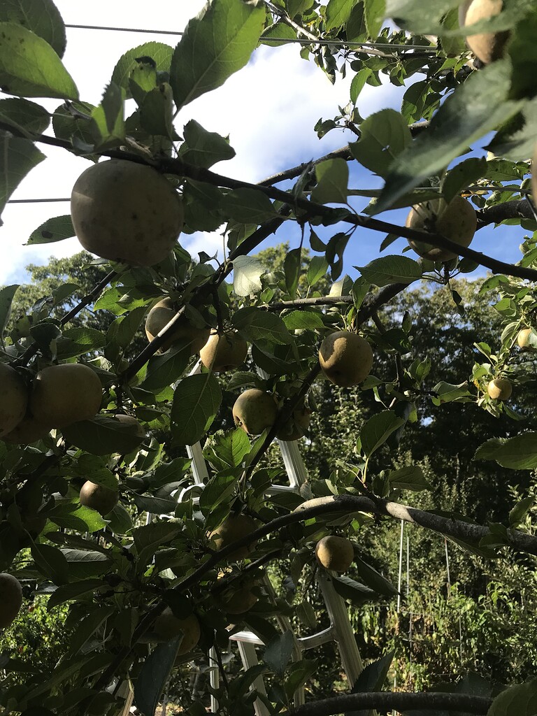 Ashmeads kernel imposter general fruit growing growing fruit