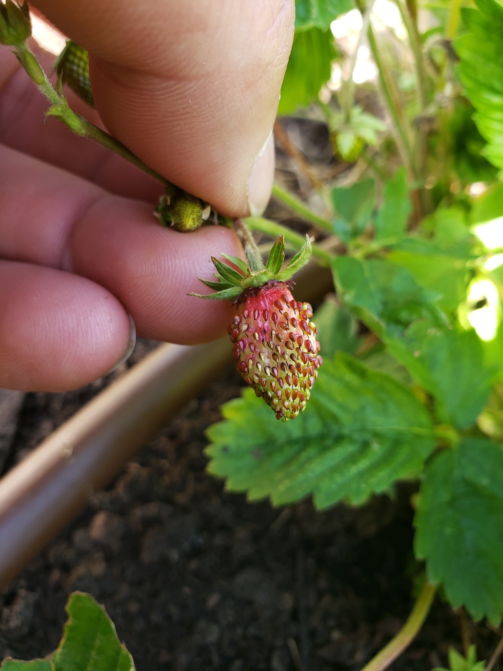 Strawberry Problems Pictures! Growing Fruit
