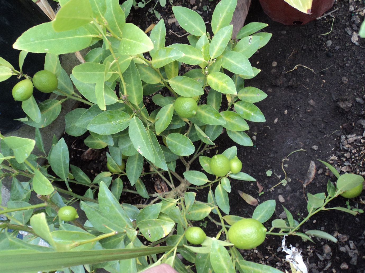 Key lime Pictures! Growing Fruit