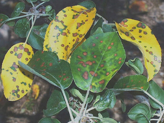 4-Rust-induced-leaf-spot-on-selection-NY75907-23-Jul-06-1ix2syi-768x584