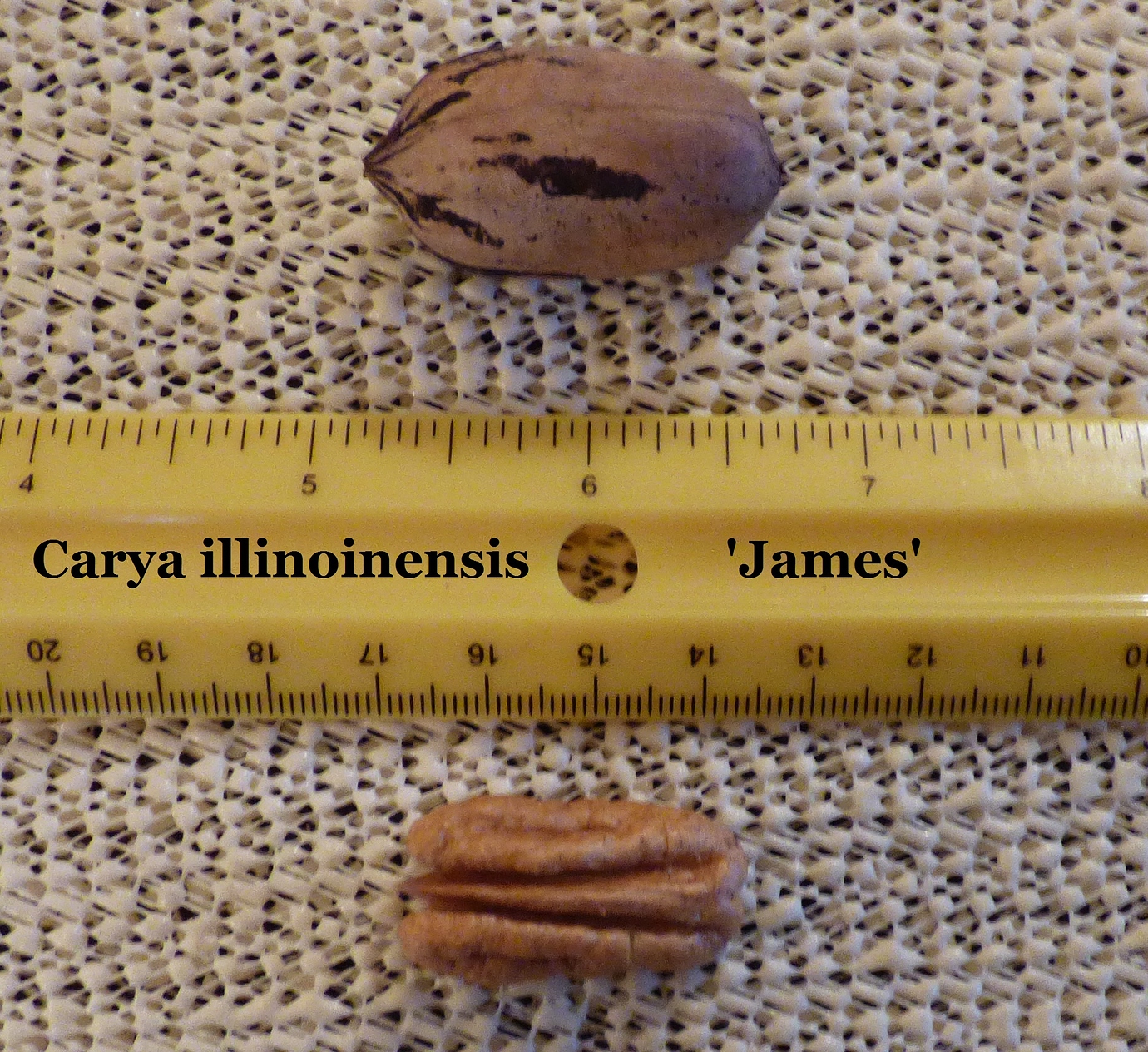 Pecan pollination chart General Fruit Growing Growing Fruit