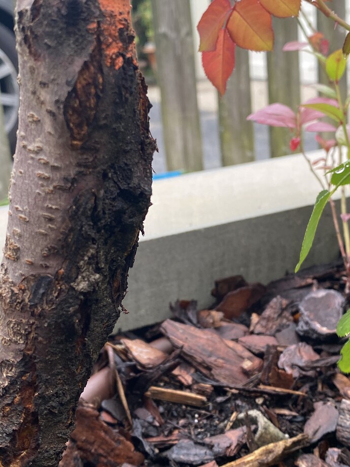 Cherry tree trunk is looking really bad. Splitting? Rotting? General
