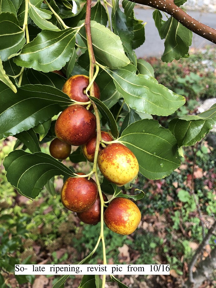 So_late_ripening_10-25-2021