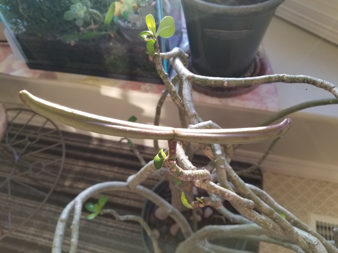 Seed pods on my Desert rose for the first time General Gardening