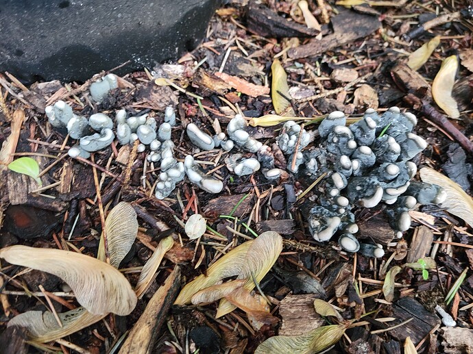 16536046890986875031076319118591