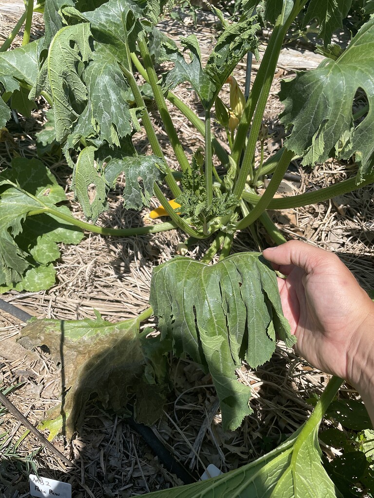 Wilting zucchini General Gardening Growing Fruit