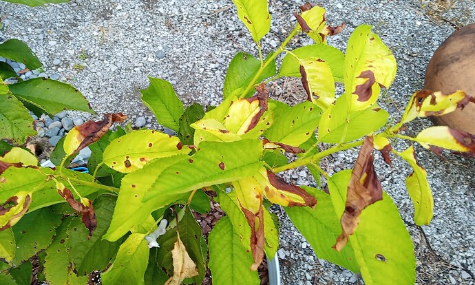 IMG_20230808_190520~2