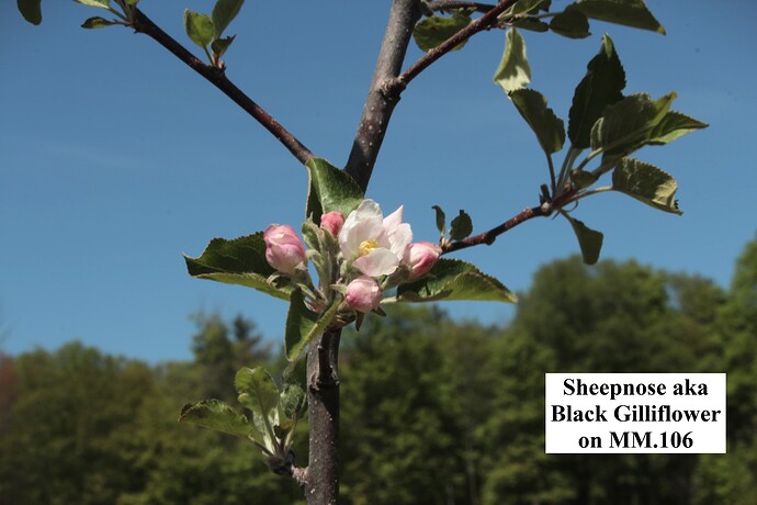 Sheepnose - Black Gilliflower