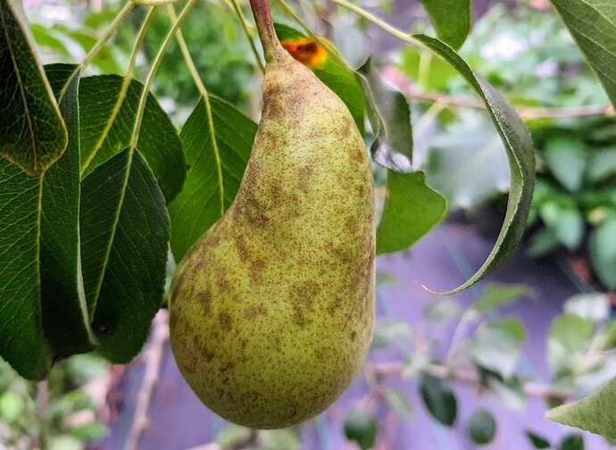 Harrow Delight Pear 08-20-21
