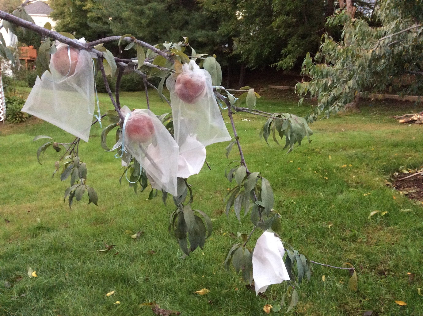 Peach variety, which one is this? General Fruit Growing Growing Fruit
