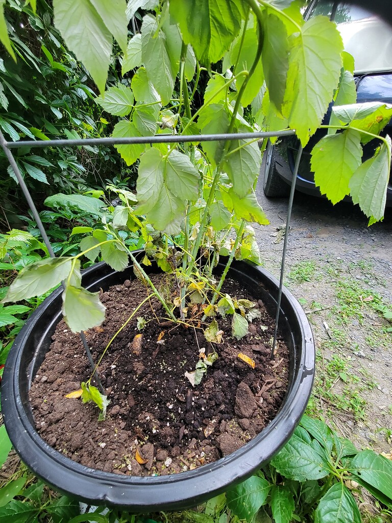 Raspberry Decay Why is my black raspberry plant dying?!?! - General Fruit Growing ...