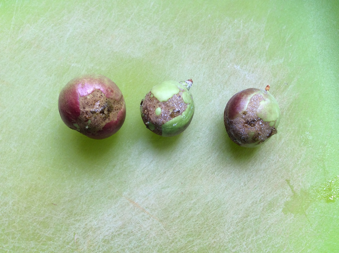 Thrip damage on nectarine? General Fruit Growing Growing Fruit