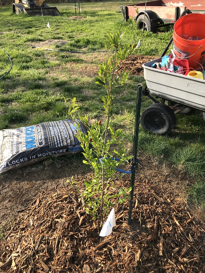 NikitskiRanni - Isons2018