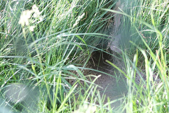 Herr_Rabbit_House_2