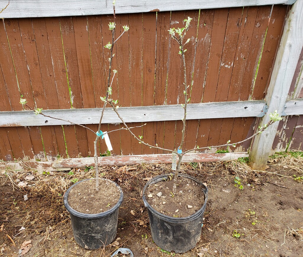 Attempting Espalier with Two SuperDwarf Apples General Fruit Growing