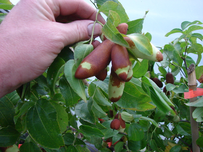 Jujube R5 And R4t3 Infos General Fruit Growing Growing Fruit