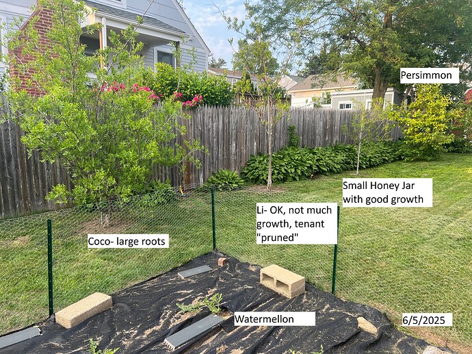 Xplant_trees_ma_06-05-2025