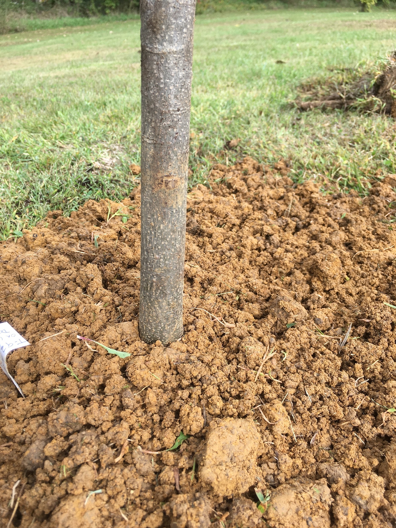 Planting on a Hillside in Heavy Clay Soils Pictures! Growing Fruit