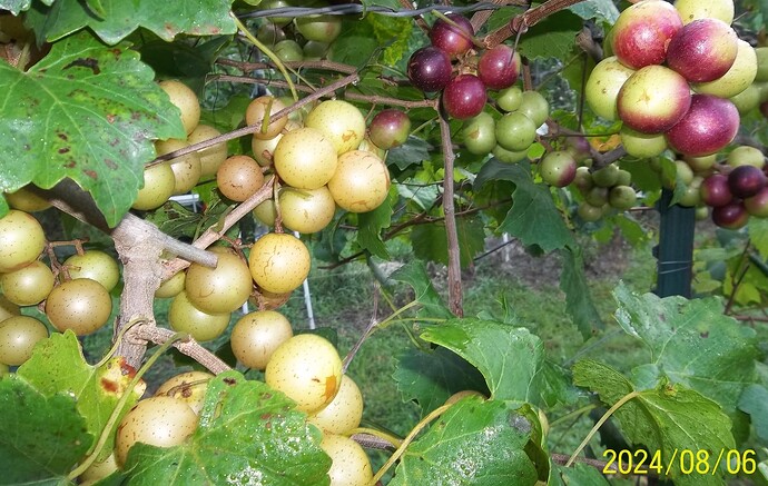 100_4896 002 hall on left Black Beauty on right