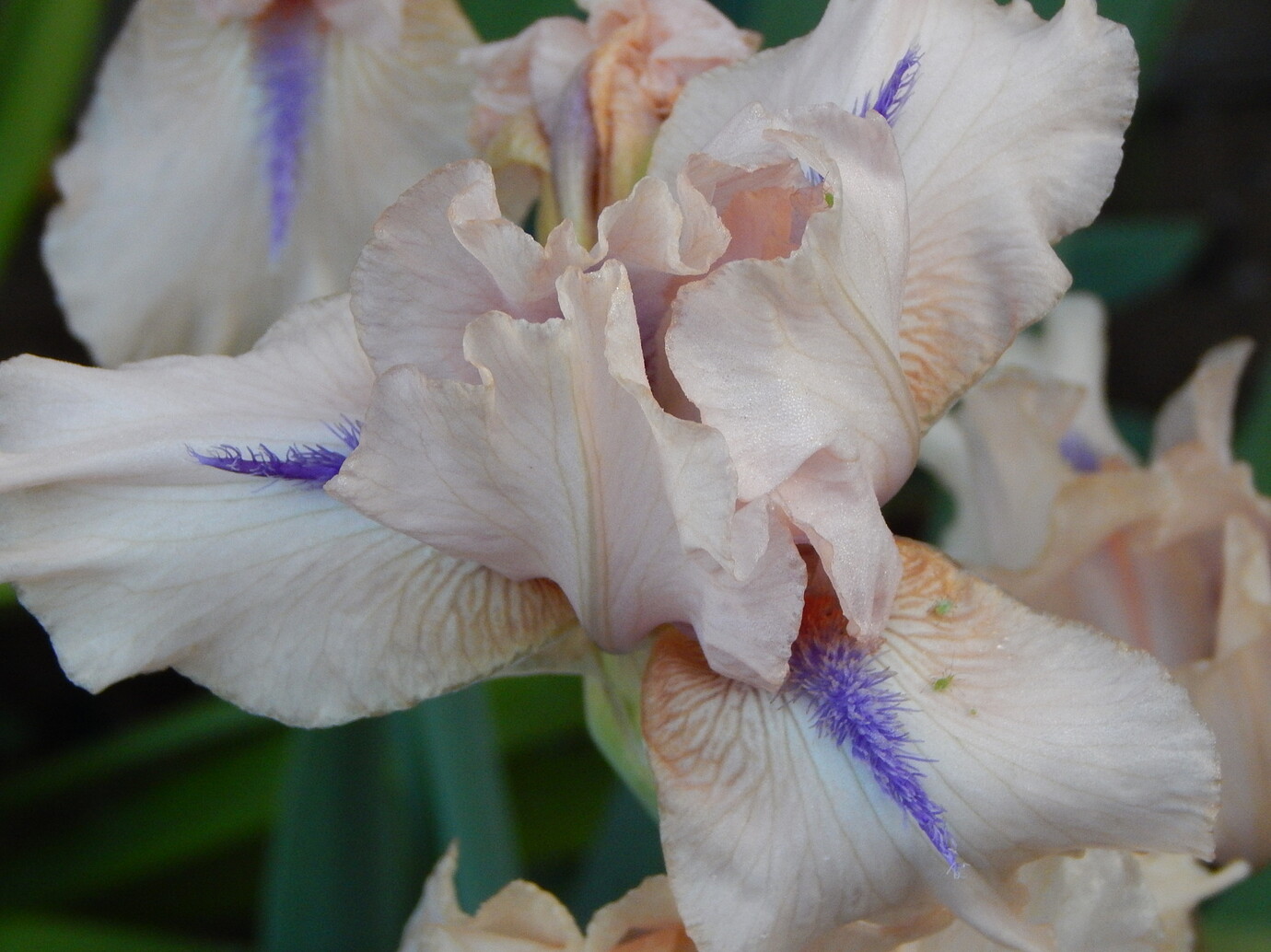 'Concertina' Iris Photos General Gardening Growing Fruit