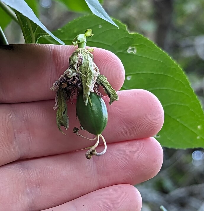 Maypop 01