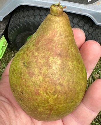 pear1side2