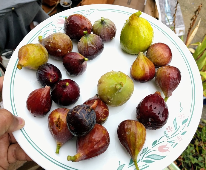 Harvest%2008-23-2019