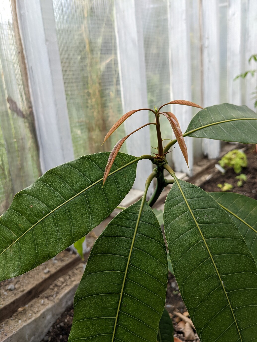 Growing Ataulfo mangos from seed General Fruit Growing Growing Fruit