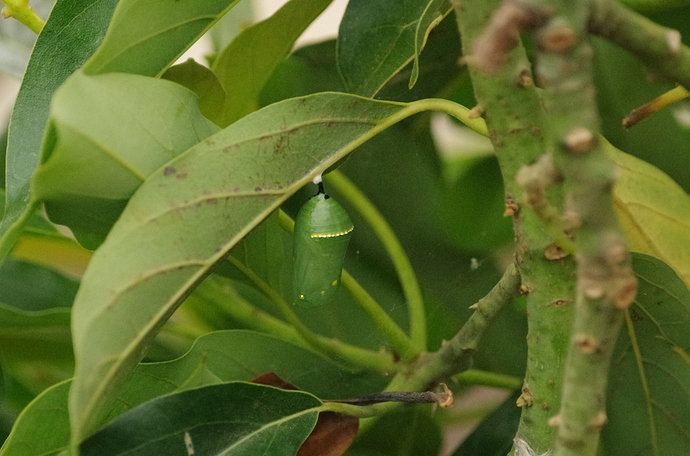 Monarch chrysalis on avocado