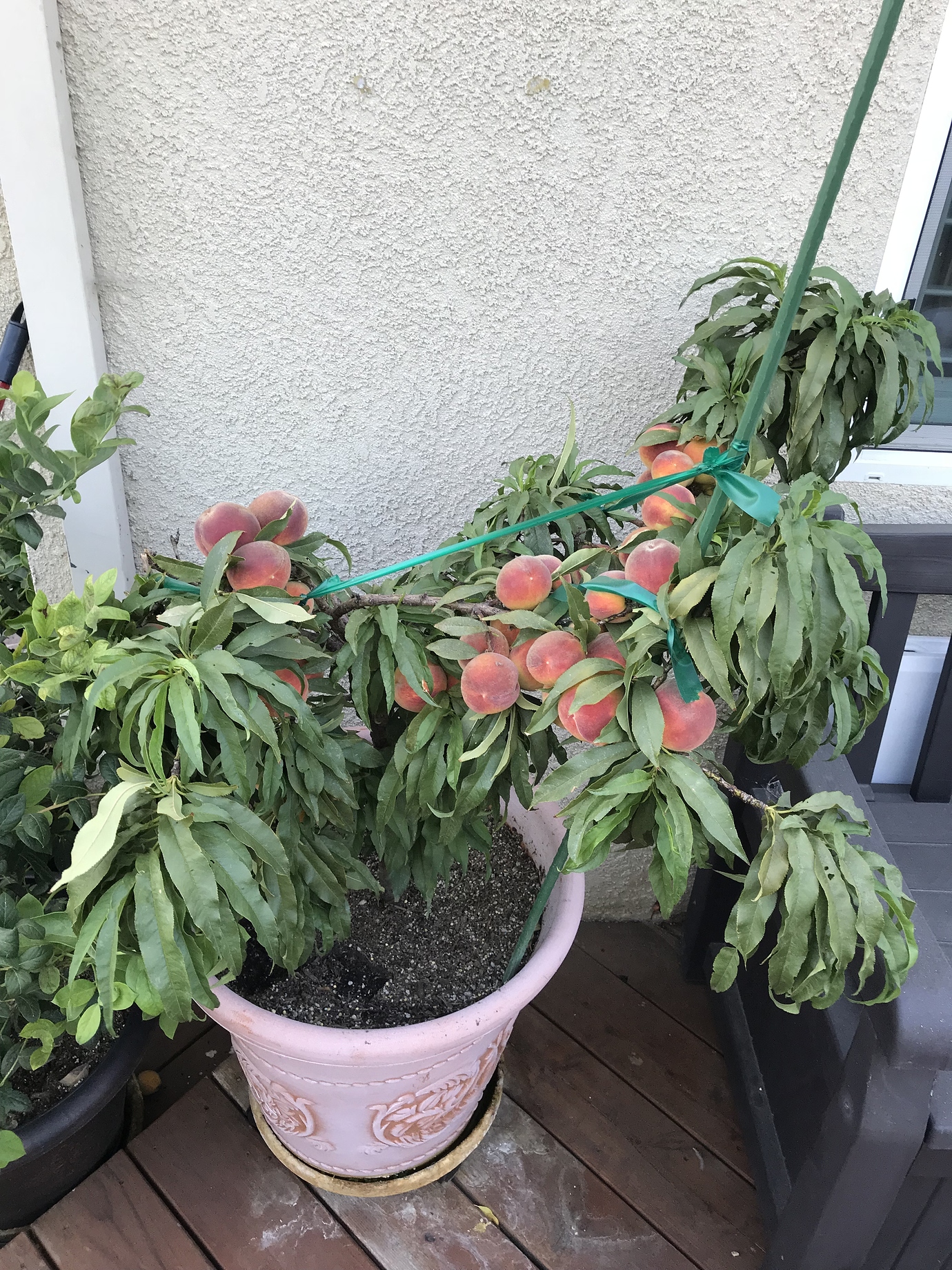 Dwarf Southern Peach excellent for container growing General Fruit