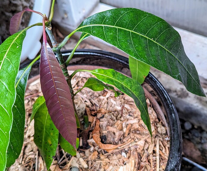 PXL_20240518_053823820