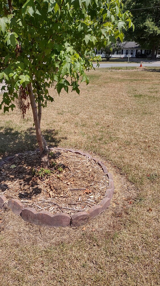 IMG_20240620_144751497_HDR