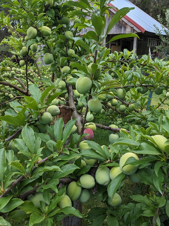 PXL_20240709_221303752