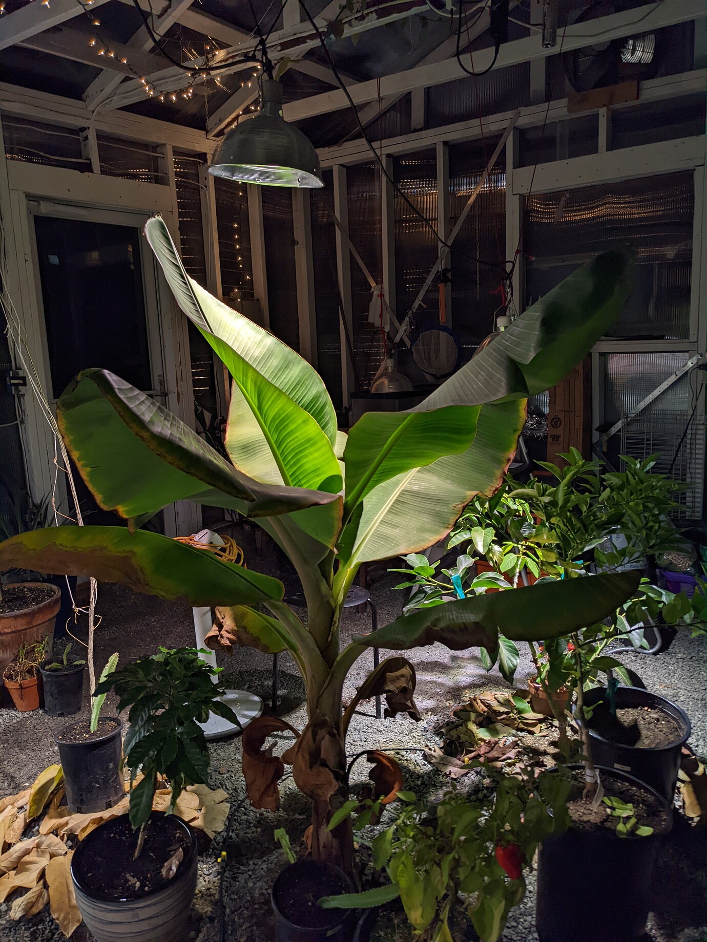 Cavendish Banana is in trouble General Fruit Growing Growing Fruit