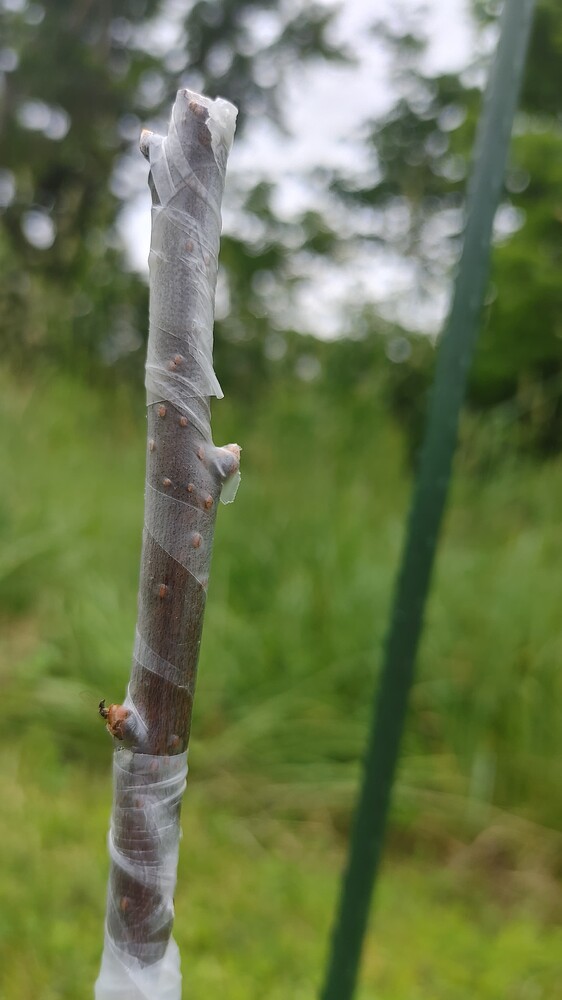 0527231244_HDR