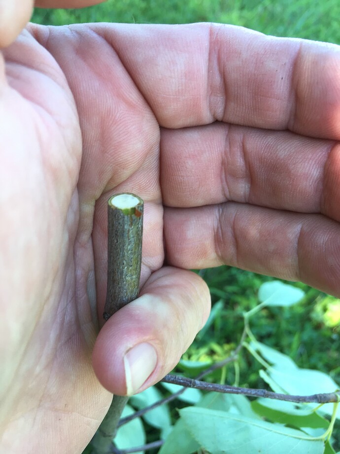 Okatsune Cut three the slm bark slips off but no crushing.