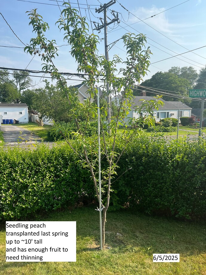 Xplant_peach_ma_06-05-2025