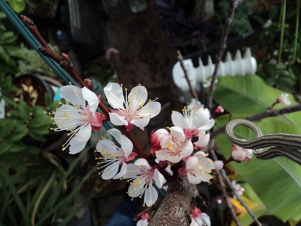Apricot Pictures! Growing Fruit